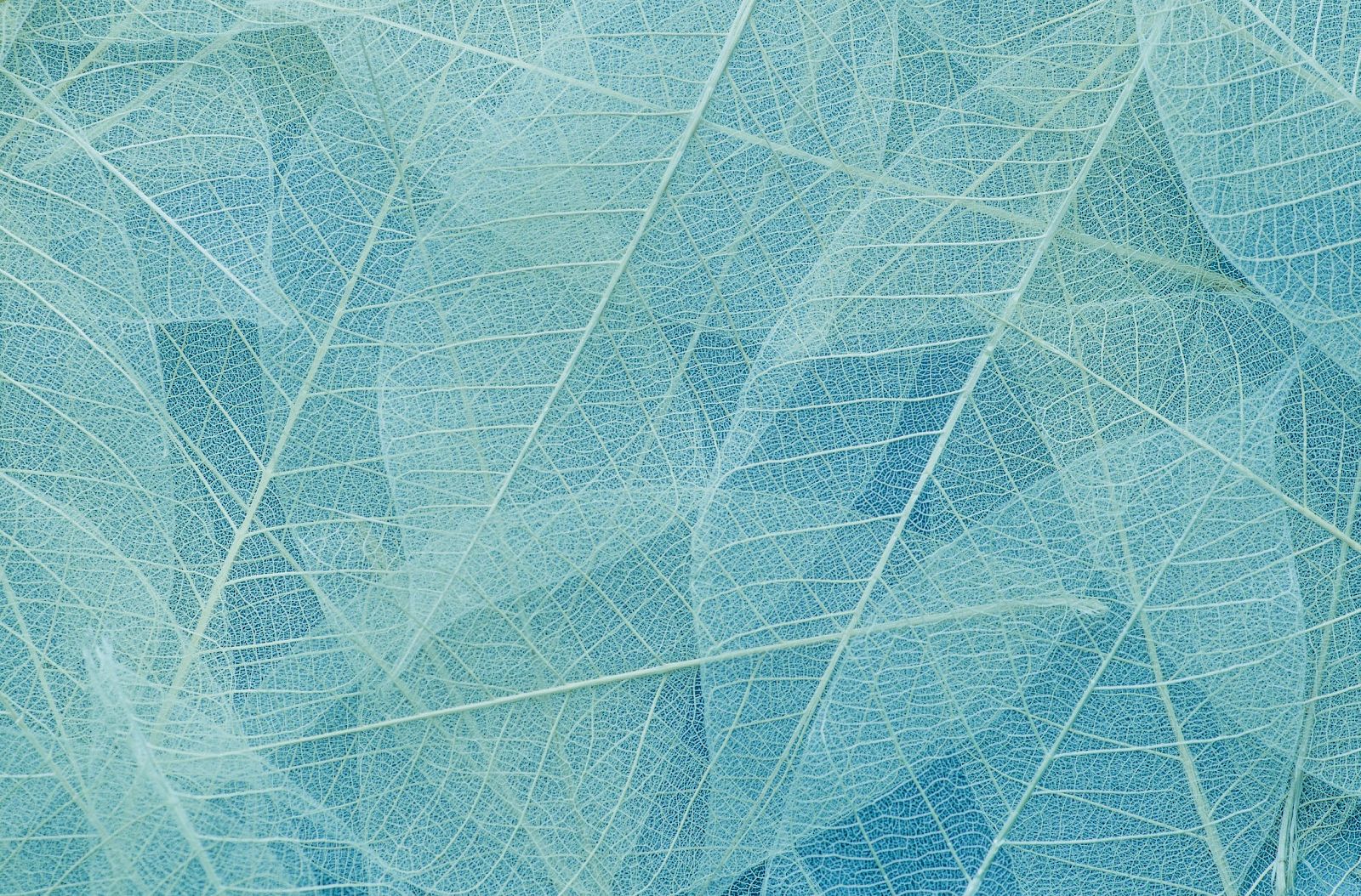 The image shows a close-up of translucent leaves overlaid with a blue tint, showcasing detailed vein structures.
